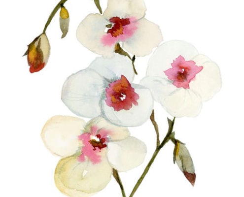 3_Flora 3_img129_web