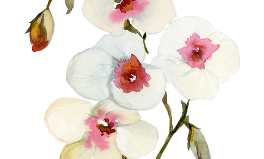 3_Flora 3_img129_web