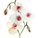 3_Flora 3_img129_web