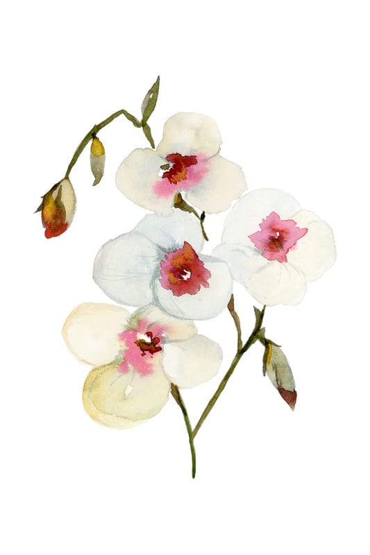 3_Flora 3_img129_web